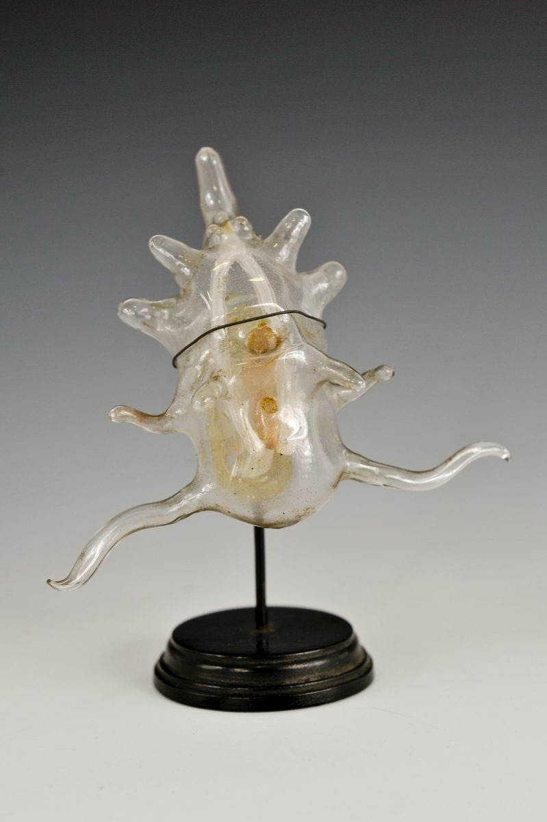 Blaschka glass model of the larval stage of a Starfish, c.1888