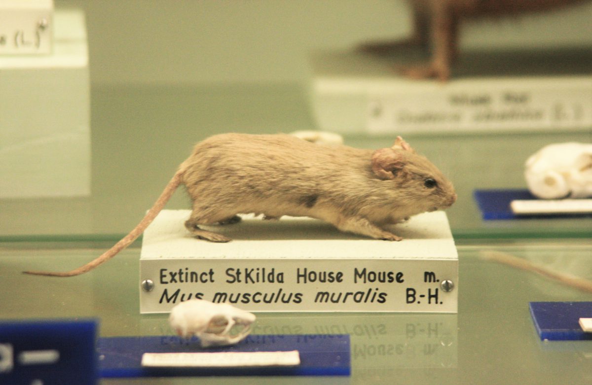 St Kilda House Mouse