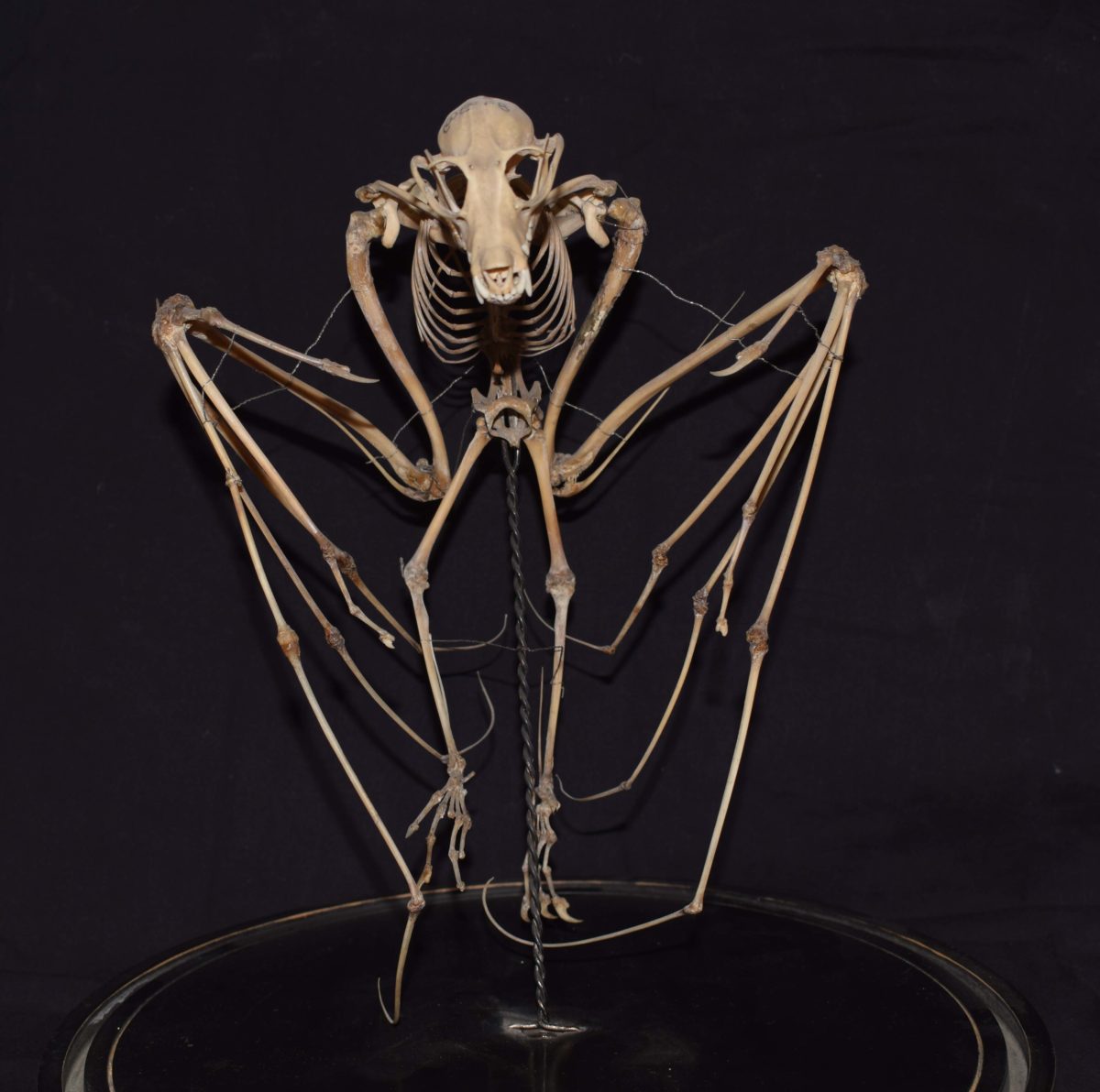 Skeleton of a fruit bat (or Megabat!)