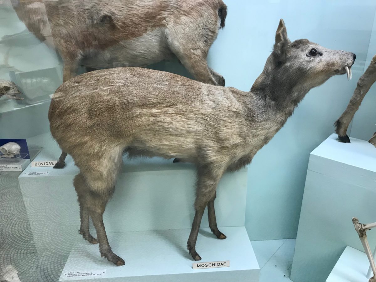 Musk (or fanged) deer