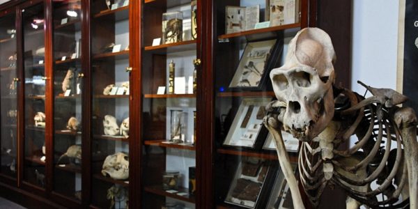 D’Arcy Thompson Zoology Museum Saturday Openings