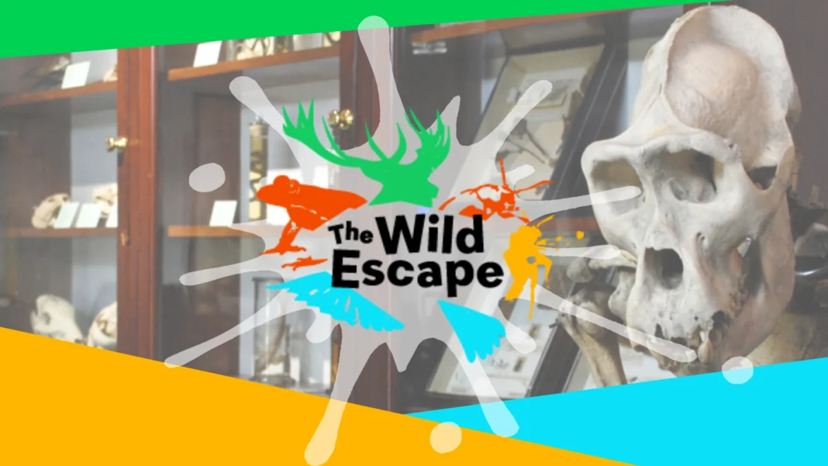 The Wild Escape at the D’Arcy Thompson Zoology Museum